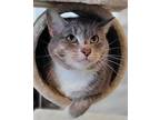 Stormy, Domestic Shorthair For Adoption In Atlantic City, New Jersey