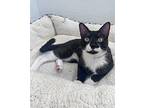 Timmy, Domestic Shorthair For Adoption In San Francisco, California