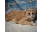 Mister Kitty, Domestic Shorthair For Adoption In Huntley, Illinois