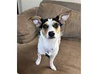 Shelly, Rat Terrier For Adoption In Charlotte, North Carolina