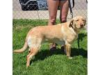 Honey Ryder, Labrador Retriever For Adoption In Huntley, Illinois