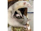 Podo - Bonded With Kodo, Ferret For Adoption In Silverdale, Washington