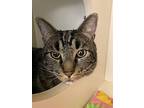 Oliver, Domestic Shorthair For Adoption In Silverdale, Washington