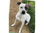Toot Toots, Terrier (unknown Type, Medium) For Adoption In Palmer, Massachusetts
