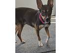 Laurel, Miniature Pinscher For Adoption In Palmer, Massachusetts