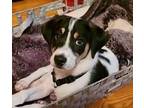 Rainey, Rat Terrier For Adoption In Ellijay, Georgia