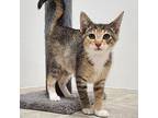 Spice, Domestic Shorthair For Adoption In Yankton, South Dakota