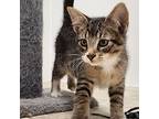 George, Domestic Shorthair For Adoption In Yankton, South Dakota