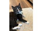 Pepe Le Mew (available For Pre-adoption), Domestic Longhair For Adoption In