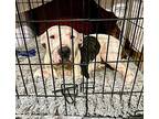 Sheldon, American Pit Bull Terrier For Adoption In Billings, Montana