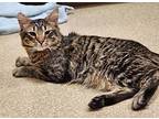 Handsome, Domestic Shorthair For Adoption In Vancouver, Washington