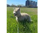 Jexie, Cairn Terrier For Adoption In Columbia, Tennessee
