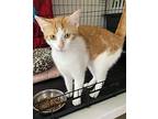 Ginger, Domestic Shorthair For Adoption In Burleson, Texas