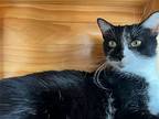 Minerva, Domestic Shorthair For Adoption In Skokie, Illinois