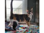Peppie, Calico For Adoption In Dickson, Tennessee