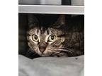 Poppyseed * Barn Home Needed *, Domestic Shorthair For Adoption In Sheboygan