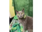 Gracie, Domestic Shorthair For Adoption In Dickson, Tennessee