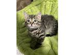 Betty, Domestic Shorthair For Adoption In Melville, New York