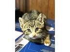 Penelope, Domestic Shorthair For Adoption In Melville, New York