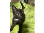 Wilma, Domestic Shorthair For Adoption In Melville, New York
