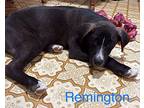 Remington, Labrador Retriever For Adoption In Marne, Michigan