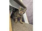Tarquin, American Shorthair For Adoption In Bethel, Connecticut
