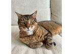 Neighbor: Your New Best Friend!, Domestic Shorthair For Adoption In Brooklyn