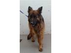 Adopt GLORIA a German Shepherd Dog, Mixed Breed