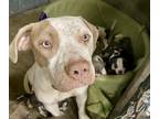 Adopt NEEDS RESCUE: SIENNA a Pit Bull Terrier
