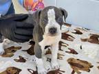 Adopt IN FOSTER: SASKIA a Pit Bull Terrier