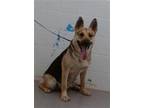 Adopt RESCUE PARTNER ONLY: SOPHIE a German Shepherd Dog