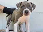 Adopt IN FOSTER a Pit Bull Terrier