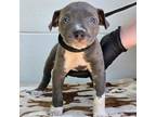 Adopt IN FOSTER: STELLA a Pit Bull Terrier