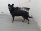 Adopt TESSA a Rottweiler, German Shepherd Dog