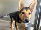 Adopt MIA a German Shepherd Dog