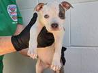 Adopt NEEDS RESCUE OR FOSTER: SERENA a Pit Bull Terrier