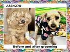 Adopt A534270 a Poodle