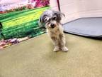 Adopt A534190 a Terrier, Mixed Breed