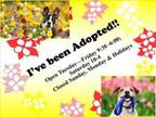 Adopt A534268 a Poodle