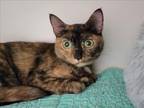 Adopt POSIE a Domestic Short Hair