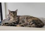 Adopt JUNIE B a Domestic Short Hair