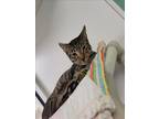 Adopt SOPHIE a Domestic Short Hair