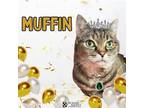 Adopt MUFFIN a Domestic Short Hair