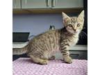 Adopt STARLING a Domestic Short Hair