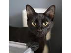 Adopt MEOWLY CYRUS a Domestic Short Hair