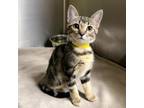 Adopt SASHA a Domestic Short Hair