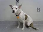 Adopt CALLI a Pit Bull Terrier, Mixed Breed