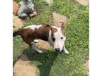 Adopt Mousey a Bull Terrier, Jack Russell Terrier