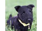 Scottish Terrier Puppy for sale in Mount Joy, PA, USA