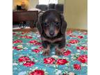 Dachshund Puppy for sale in Belding, MI, USA